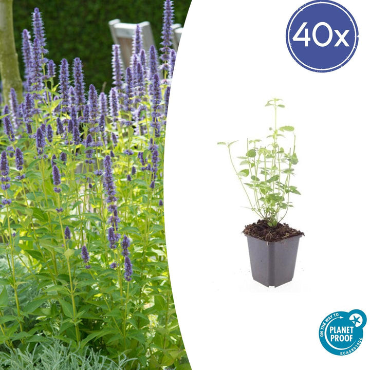 Agastache 'Black Adder' - 20cm - Zimmerpflanze Kaufen