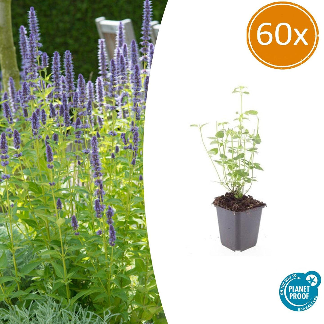Agastache 'Black Adder' - 20cm - Zimmerpflanze Kaufen