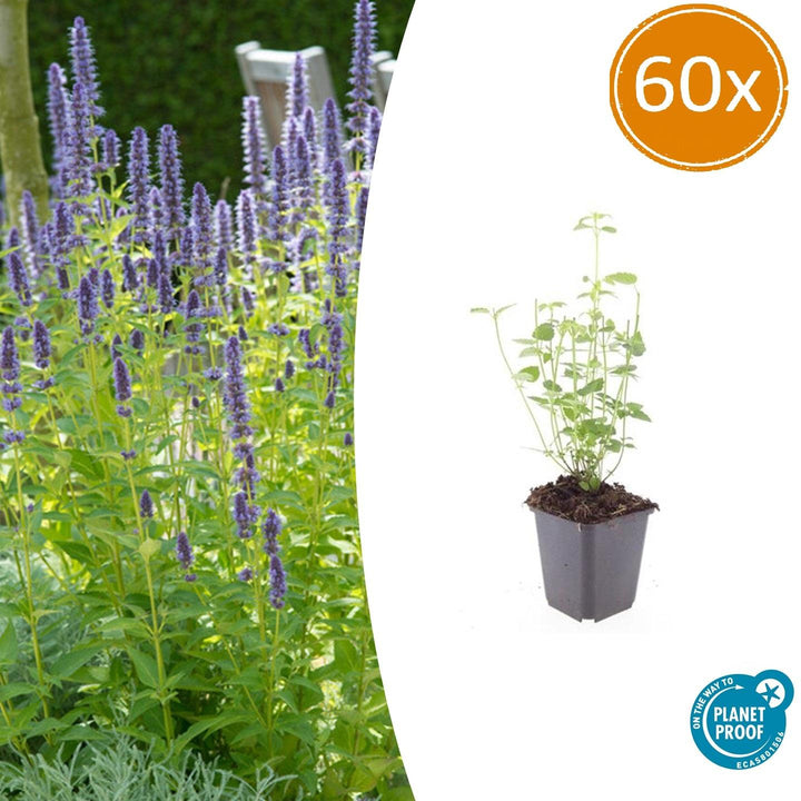 Agastache 'Black Adder' - 20cm - Zimmerpflanze Kaufen