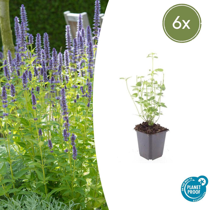 Agastache 'Black Adder' - 20cm - Zimmerpflanze Kaufen