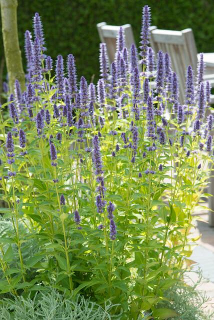 Agastache 'Black Adder' - 20cm - Zimmerpflanze Kaufen