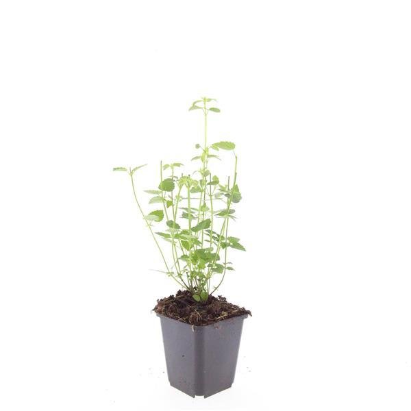 Agastache 'Black Adder' - 20cm - Zimmerpflanze Kaufen