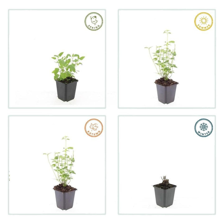 Agastache 'Black Adder' - 20cm - Zimmerpflanze Kaufen