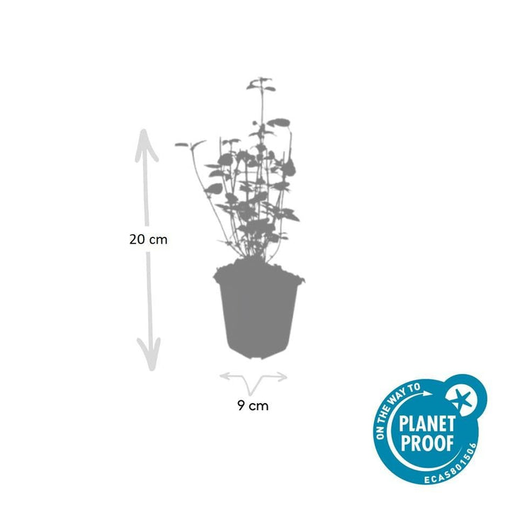 Agastache 'Black Adder' - 20cm - Zimmerpflanze Kaufen