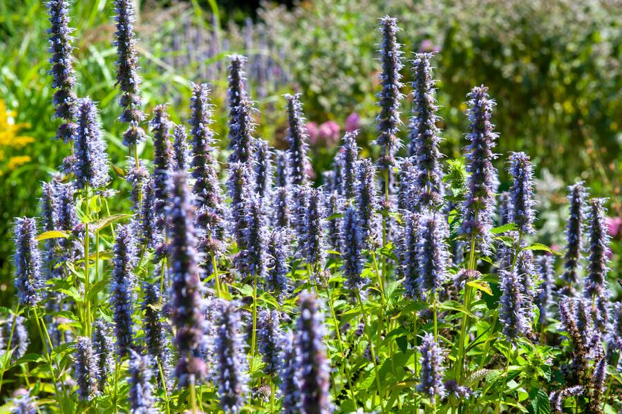Agastache 'Black Adder' - 20cm - Zimmerpflanze Kaufen