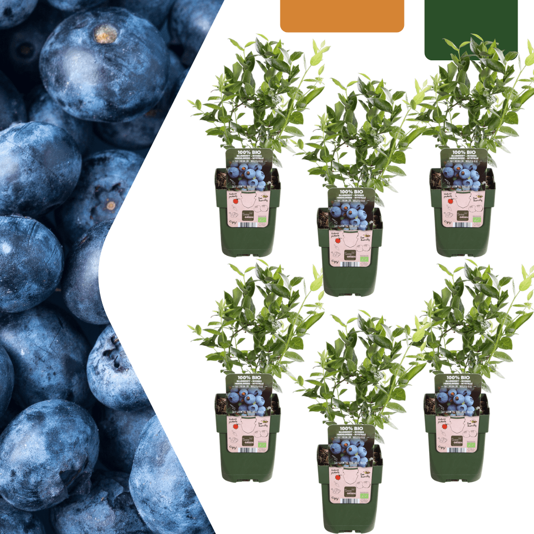 Heidelbeerpflanzen - 20cm - Zimmerpflanze Kaufen - Obstpflanze