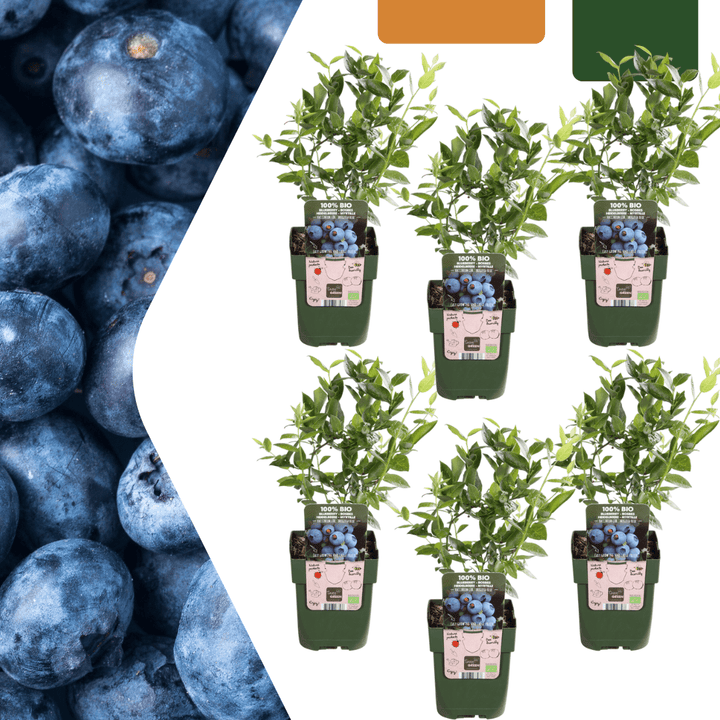 Heidelbeerpflanzen - 20cm - Zimmerpflanze Kaufen - Obstpflanze