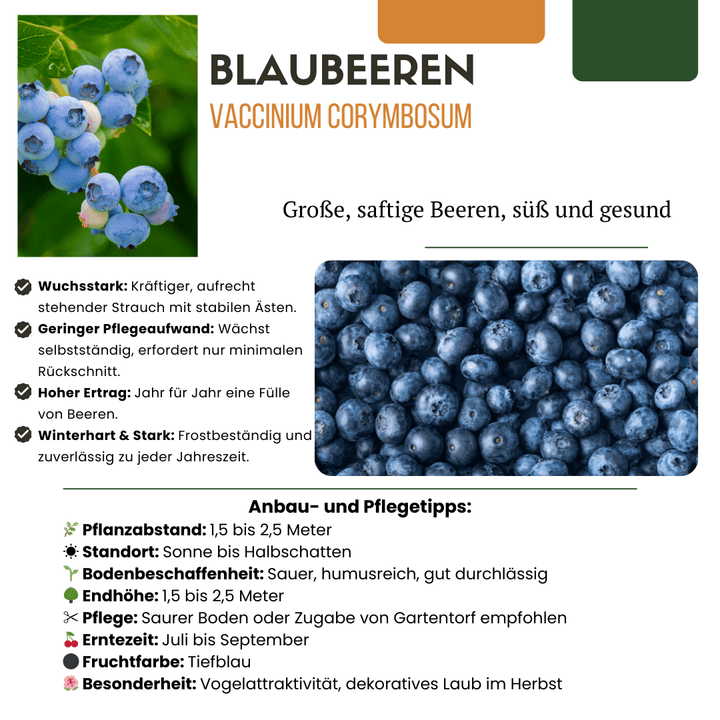 Heidelbeerpflanzen - 20cm - Zimmerpflanze Kaufen - Obstpflanze