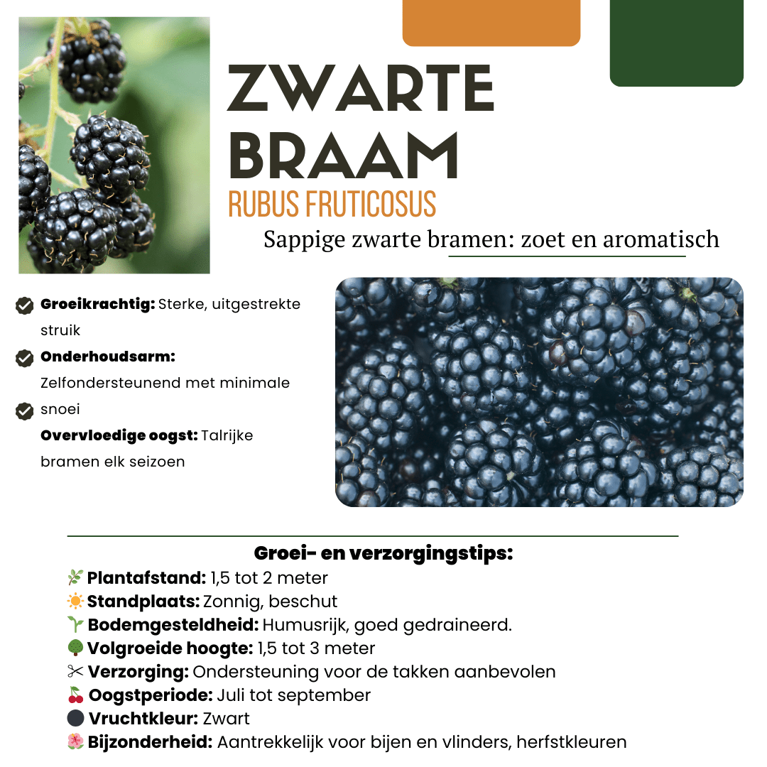 Bio Brombeerpflanzen - 20cm - Zimmerpflanze kaufen