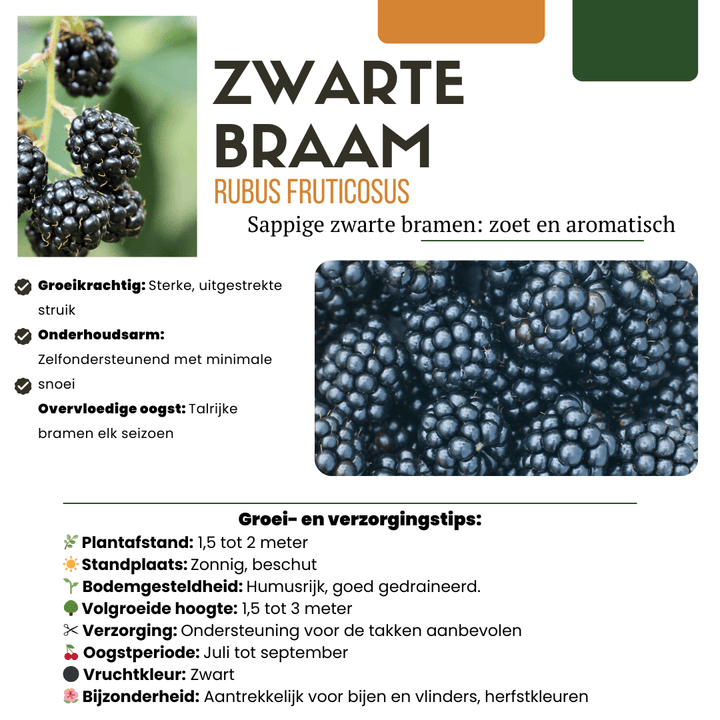 Bio Brombeerpflanzen - 20cm - Zimmerpflanze kaufen