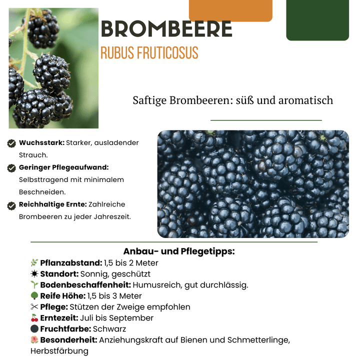 Bio Brombeerpflanzen - 20cm - Zimmerpflanze kaufen