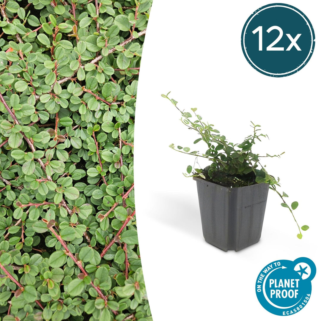 Cotoneaster Prostratus 'Queen of Carpets' - 20cm | Kaufen