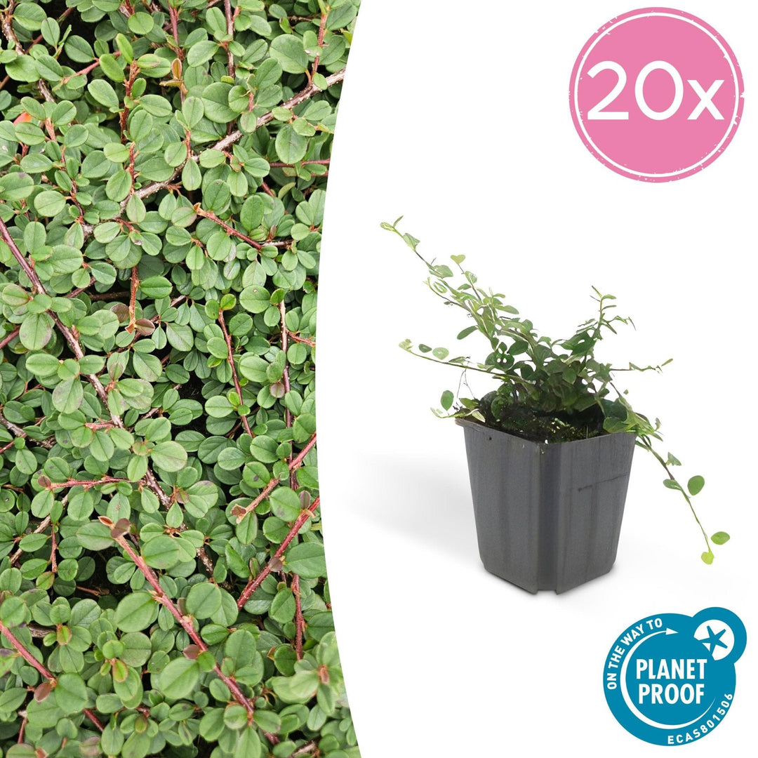 Cotoneaster Prostratus 'Queen of Carpets' - 20cm | Kaufen