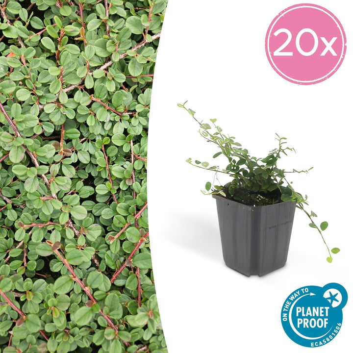 Cotoneaster Prostratus 'Queen of Carpets' - 20cm | Kaufen