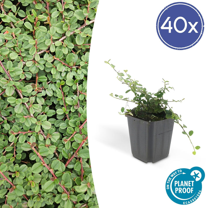 Cotoneaster Prostratus 'Queen of Carpets' - 20cm | Kaufen