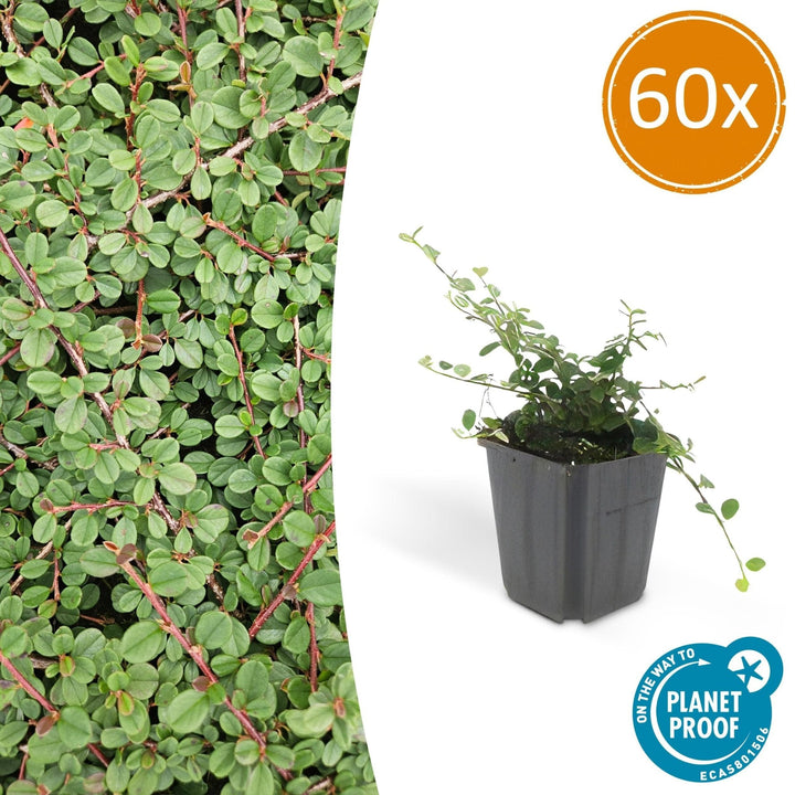 Cotoneaster Prostratus 'Queen of Carpets' - 20cm | Kaufen