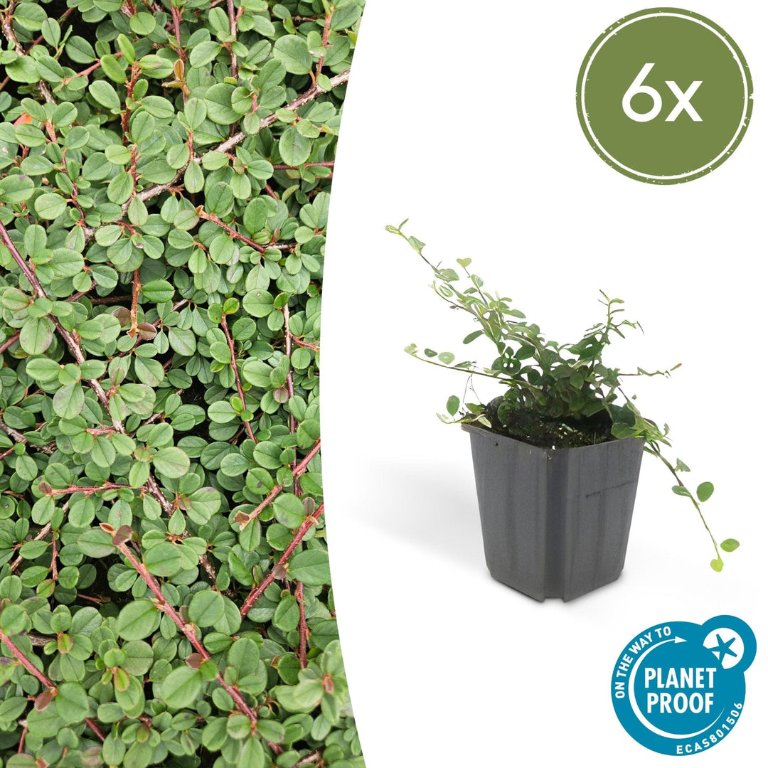 Cotoneaster Prostratus 'Queen of Carpets' - 20cm | Kaufen