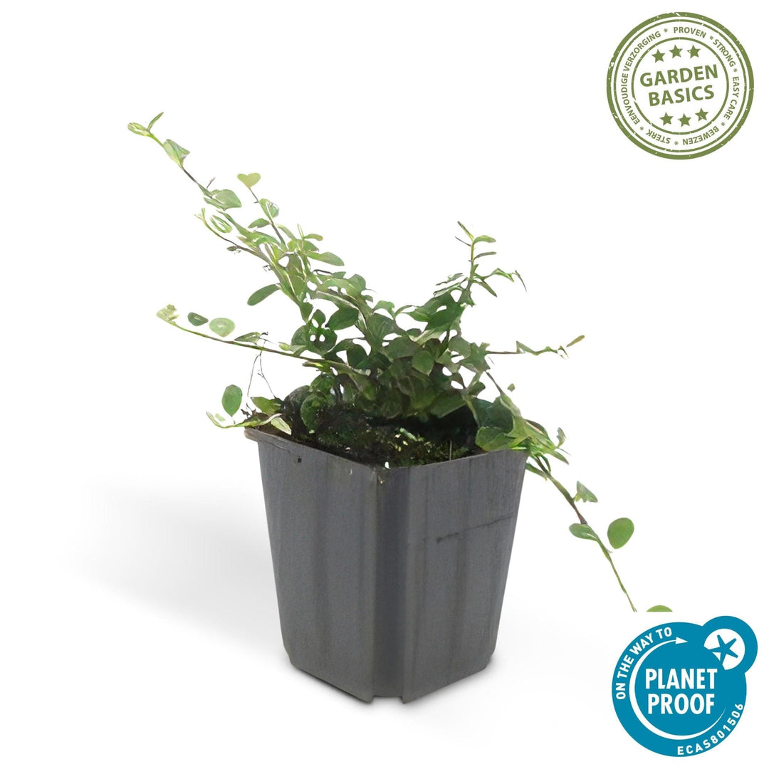 Cotoneaster Prostratus 'Queen of Carpets' - 20cm | Kaufen