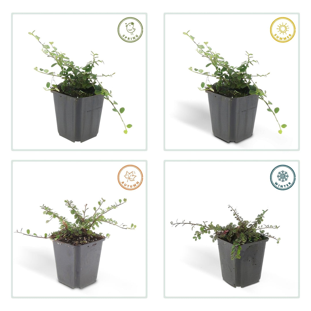 Cotoneaster Prostratus 'Queen of Carpets' - 20cm | Kaufen