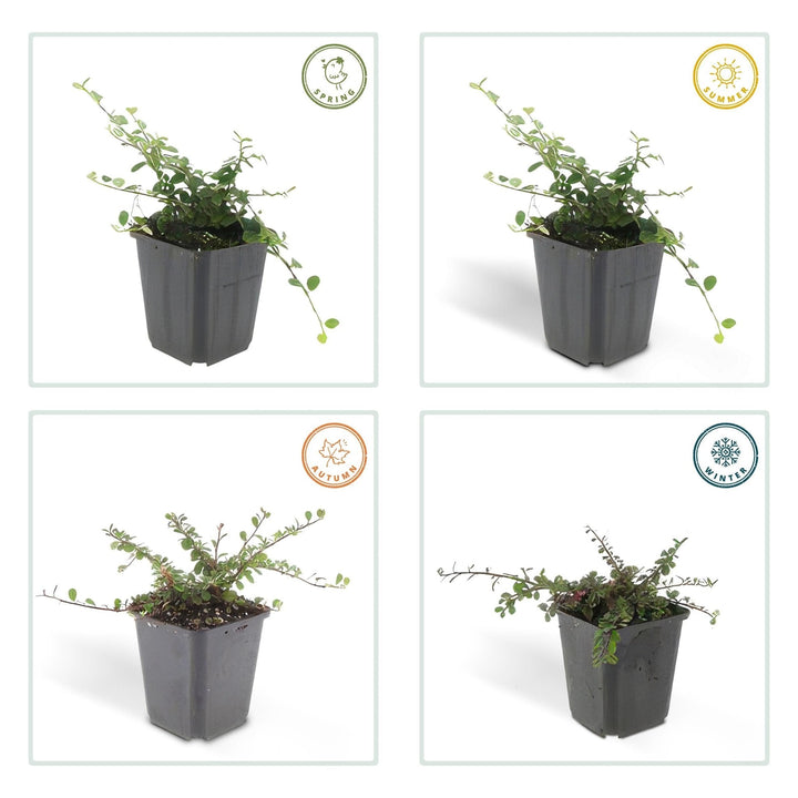Cotoneaster Prostratus 'Queen of Carpets' - 20cm | Kaufen