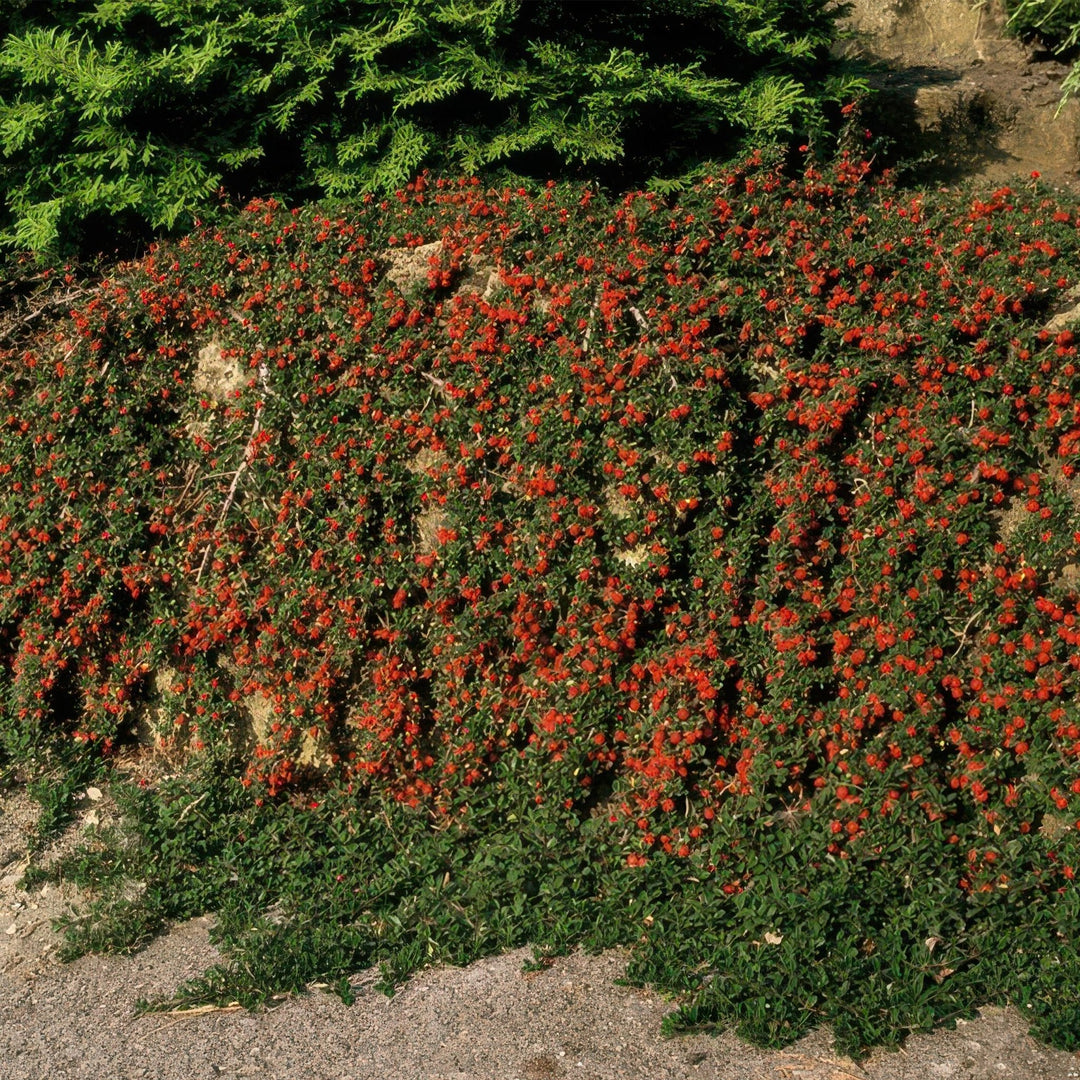 Cotoneaster Prostratus 'Queen of Carpets' - 20cm | Kaufen