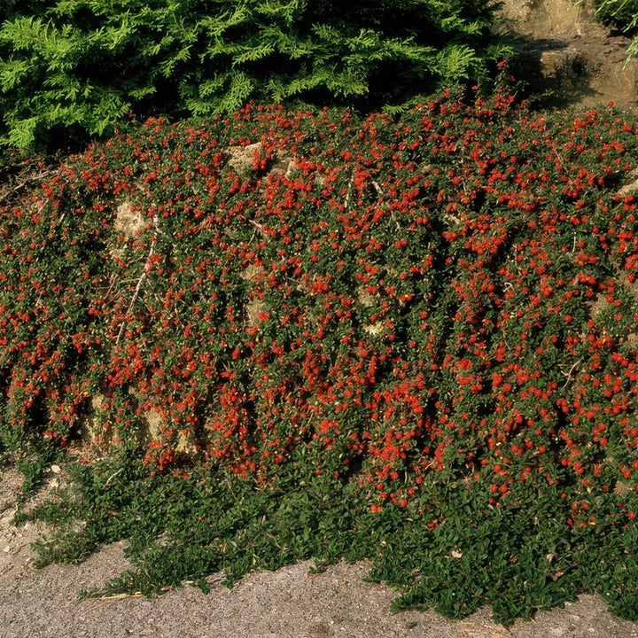 Cotoneaster Prostratus 'Queen of Carpets' - 20cm | Kaufen