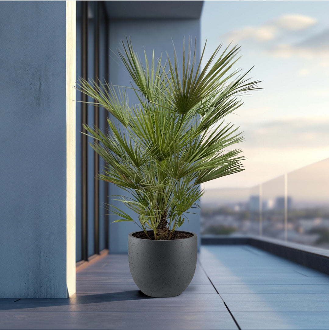 Chamaerops humilis - 170cm - Acheter une plante d'intérieur