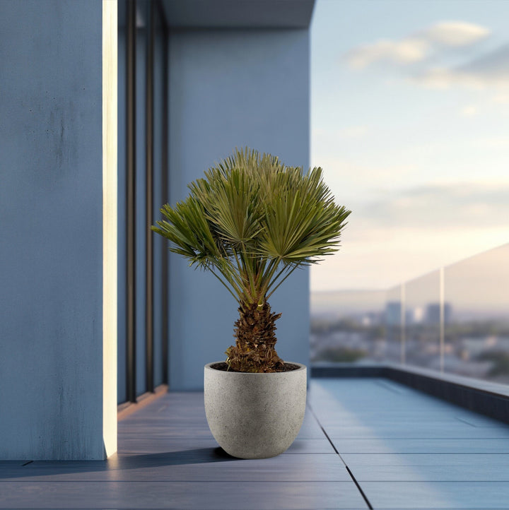 Chamaerops Humilis Vulcano compact - 140cm