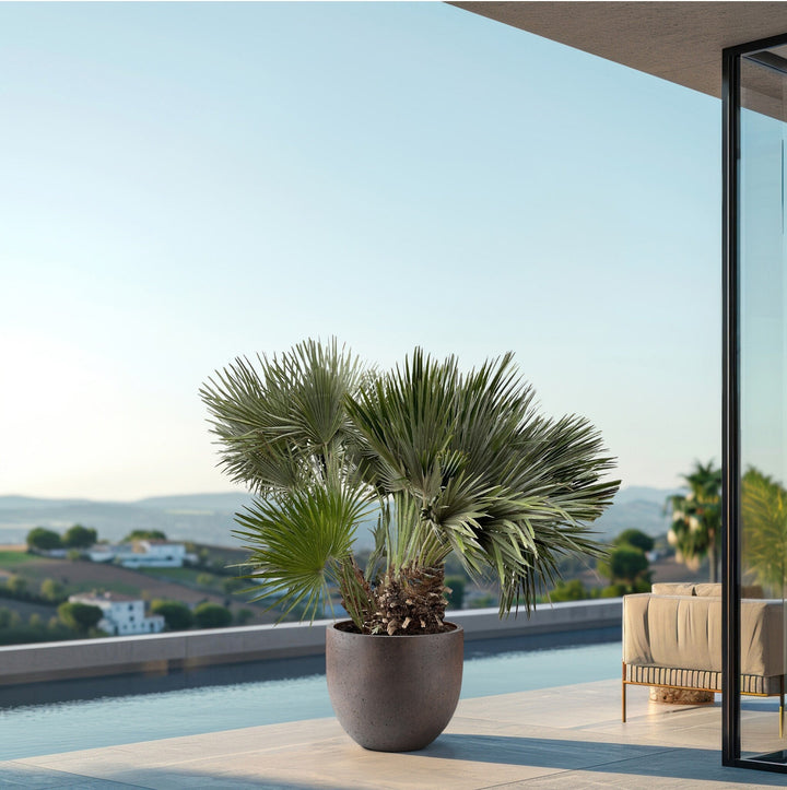 Chamaerops Humilis Vulcano - 180cm - Zimmerpflanze Kaufen