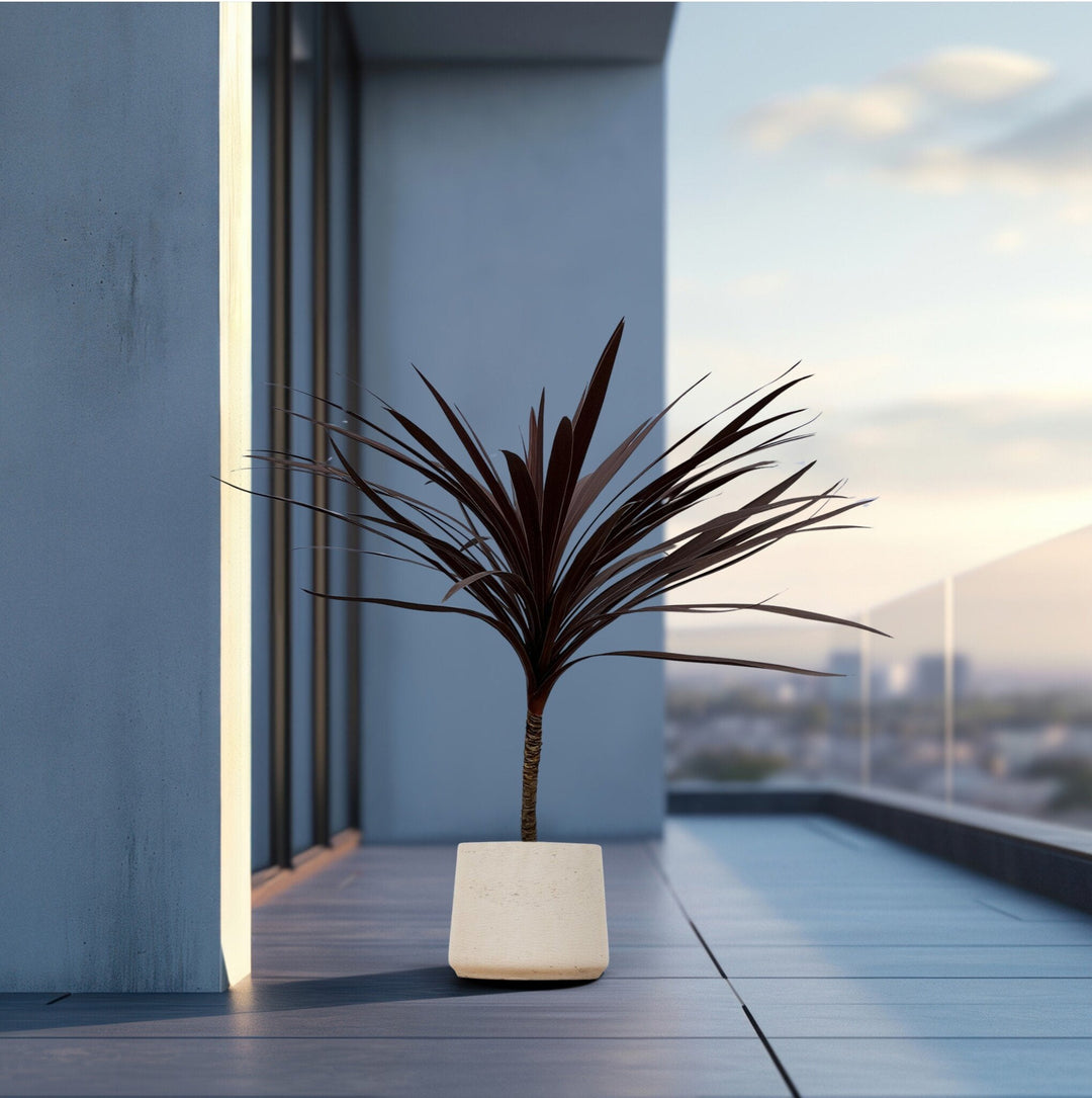 Cordyline Australis Red Star - 120cm - Coordinatiepalm
