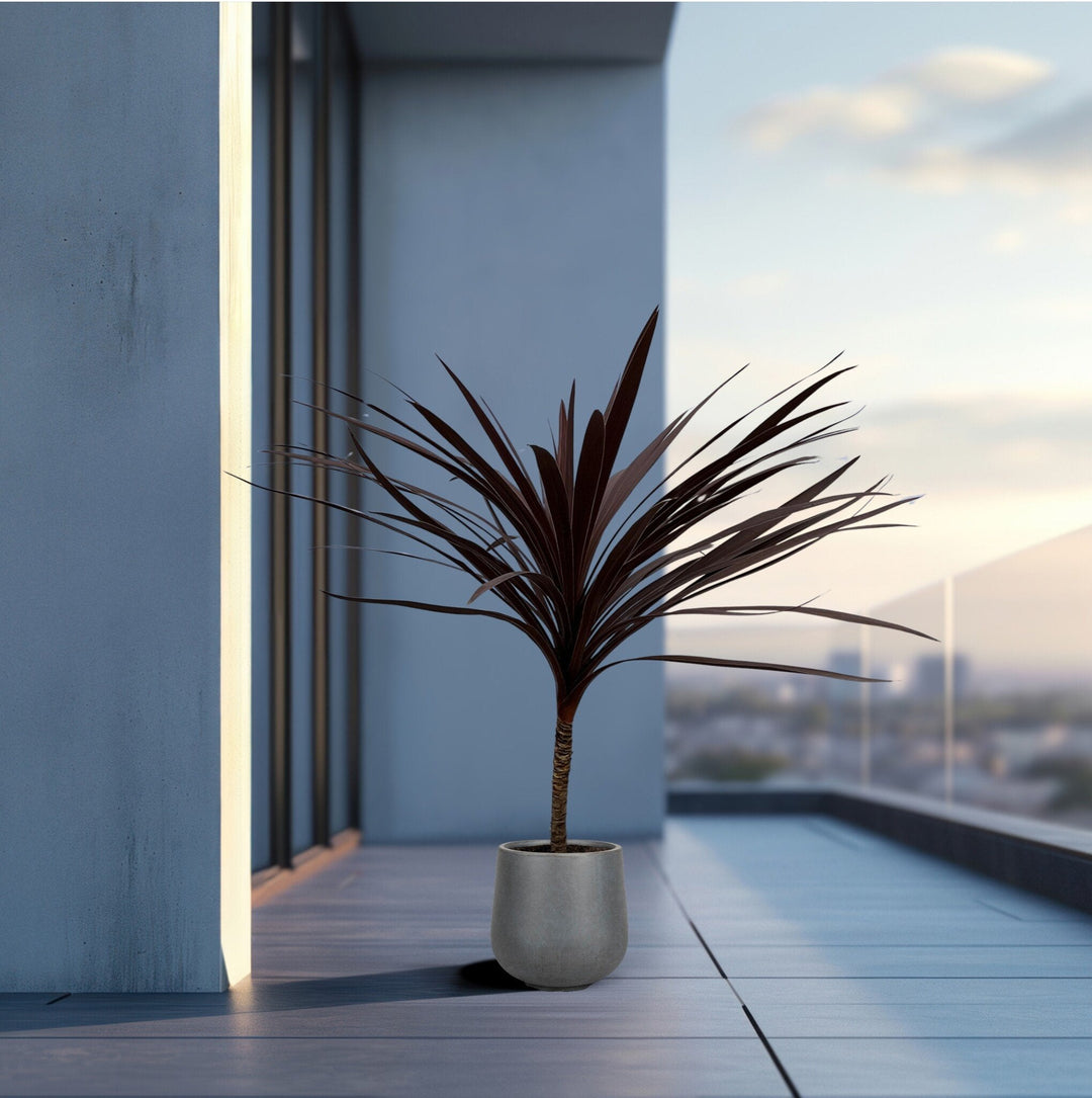 Cordyline Australis Red Star - 120cm - Coordinatiepalm