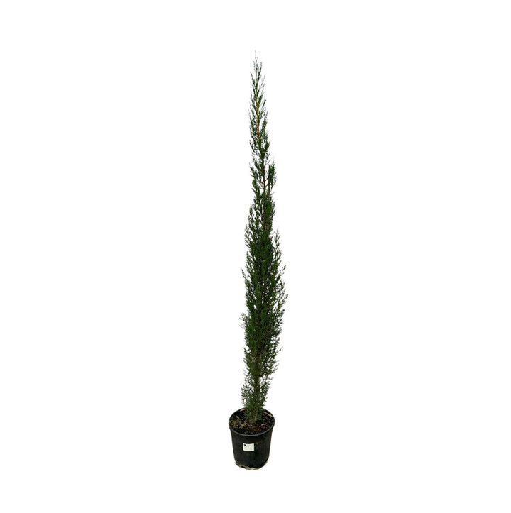 Cupressus Pyramide - 170cm - Zimmerpflanze Kaufen