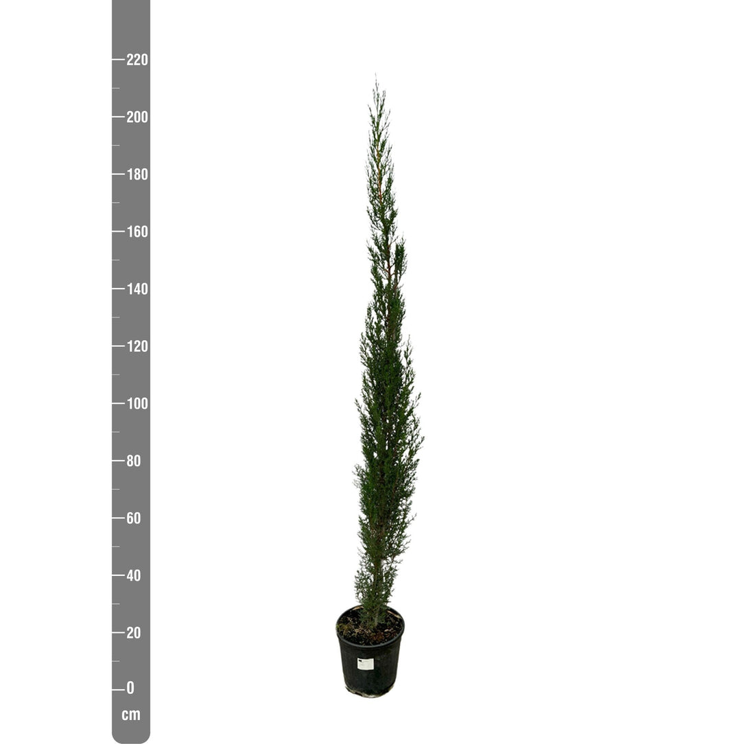 Cupressus Pyramide - 170cm - Zimmerpflanze Kaufen