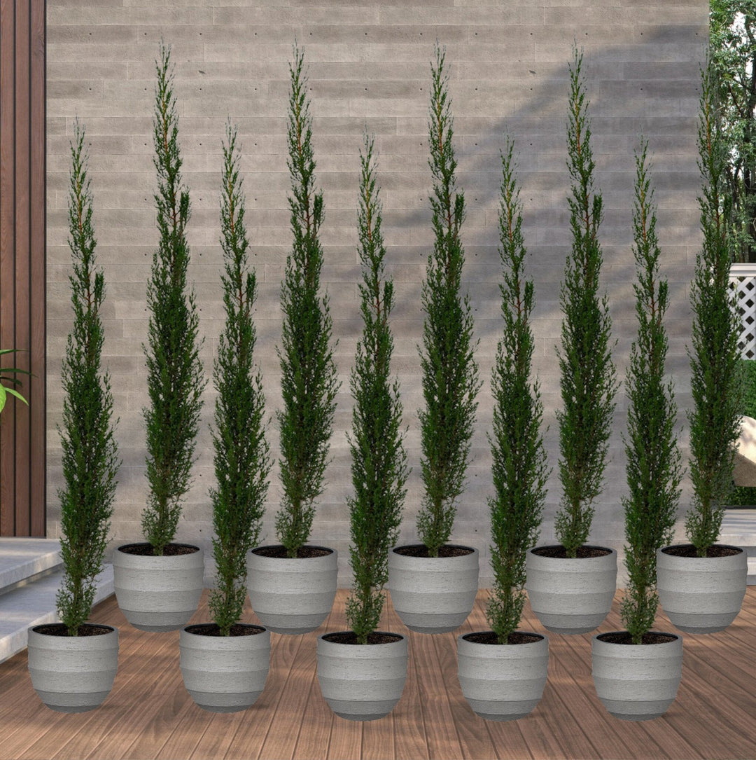 10x Cupressus Sempervirens Totem - 170cm