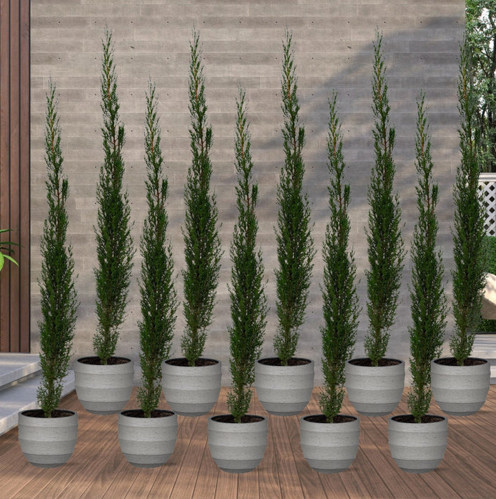 10x Cupressus Sempervirens Totem - 170cm