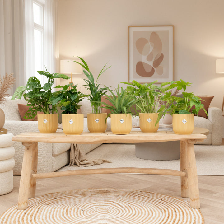 Überraschungsbox - 6 Pflanzen inkl. elho Vibes Fold Round Ø14