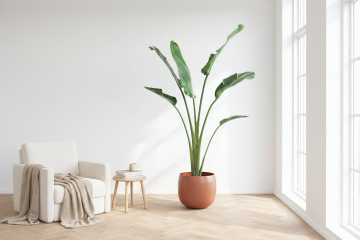 Strelitzia Augusta - Ø30 - 180cm - Paradijsvogelplant