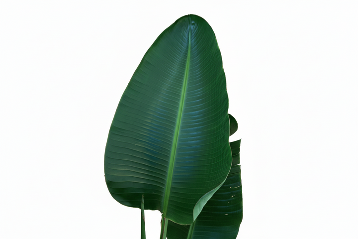 Strelitzia Augusta - Ø30 - 180cm - Paradijsvogelplant
