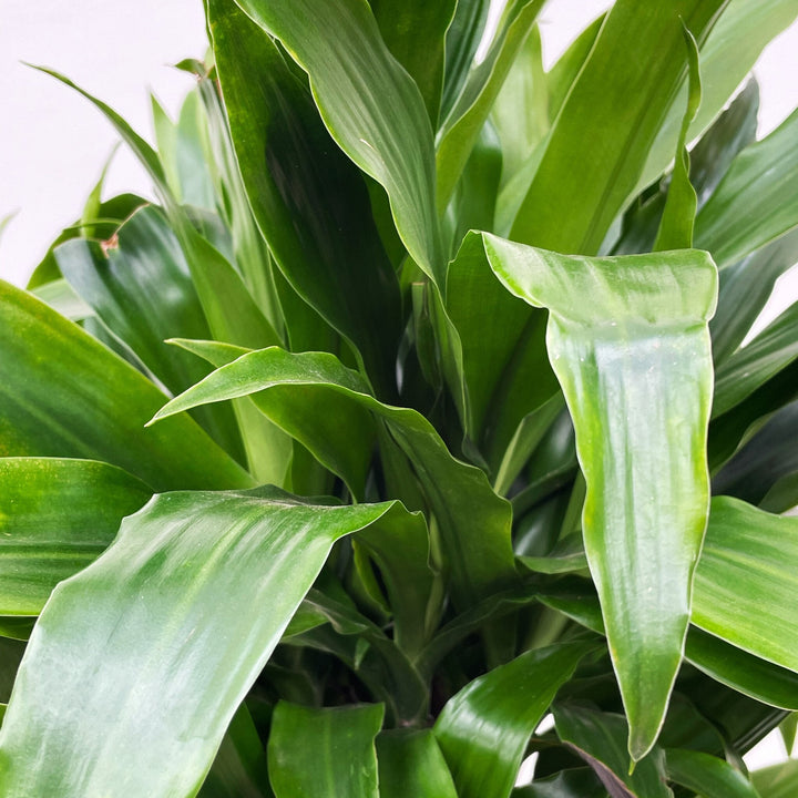 Dracaena Deremensis Janet Lind verzweigt - 120cm - Drachenbaum Zimmerpflanze