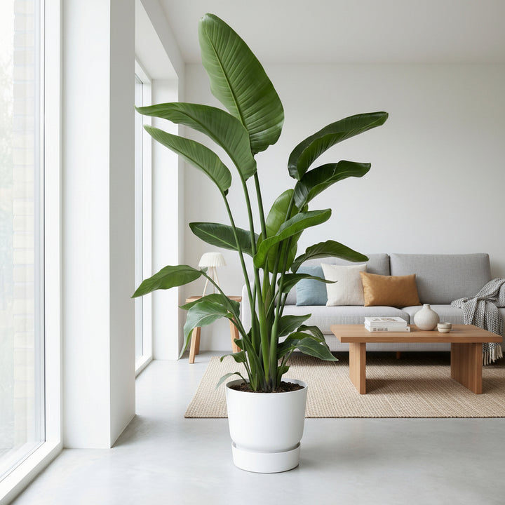 Strelitzia Nicolai - Ø24 - 170cm - Paradijsvogelplant