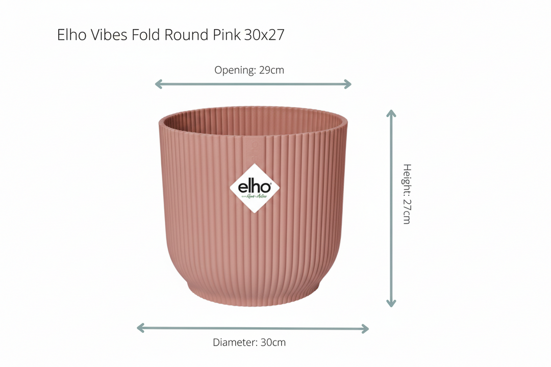 Combi deal - Kentia palm 160 5