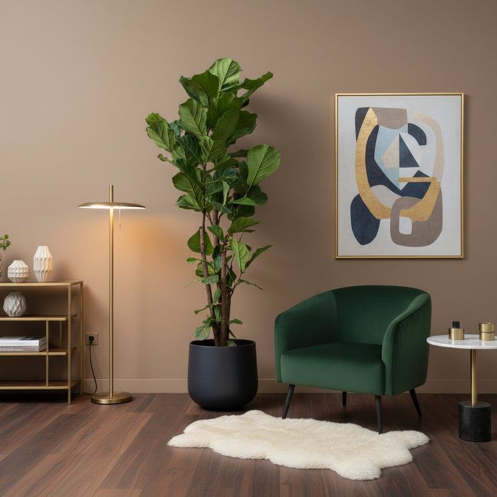 Ficus Lyrata verzweigt XXL - 220 cm - Geigenfeige