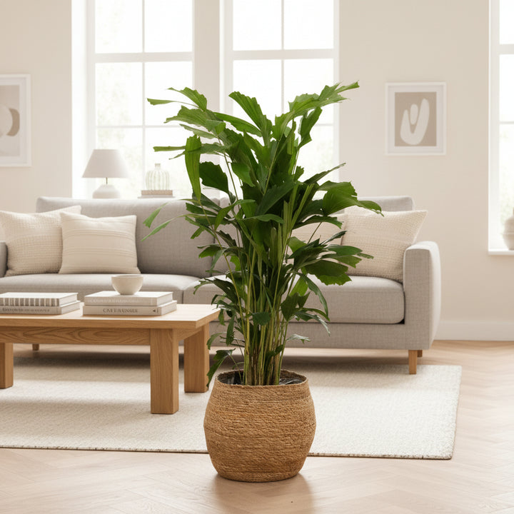 Caryota Mitis - 120cm - Fischschwanzpalme Tropisch