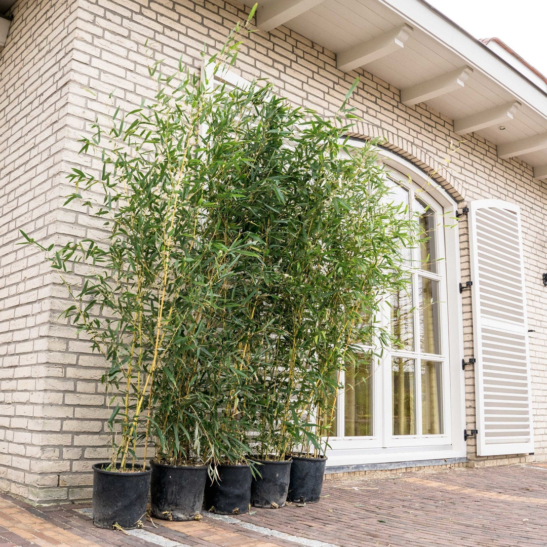 Fargesia bambou - 220cm - Acheter une plante d'intérieur
