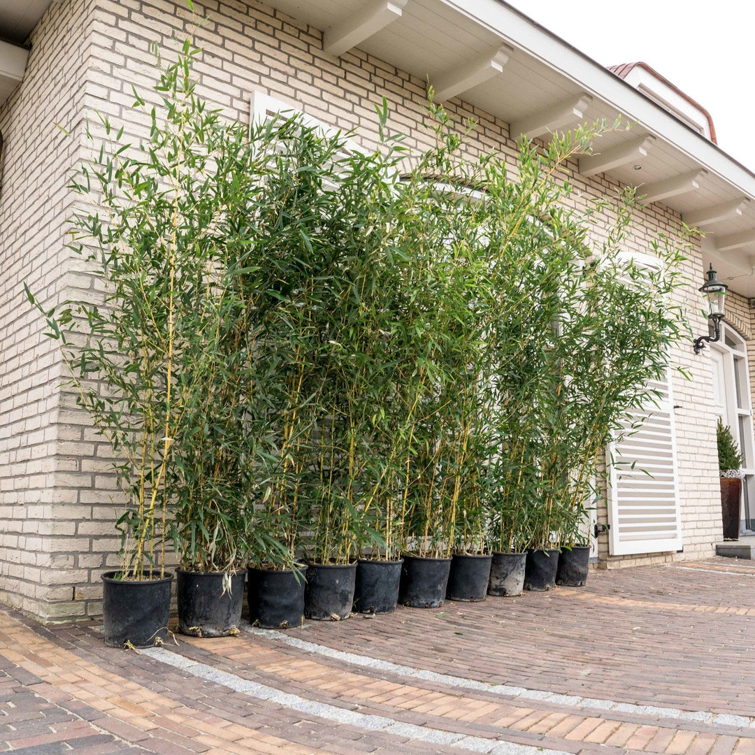 5x Fragesia bambou - 220cm - Achat plante d'intérieur Vivace