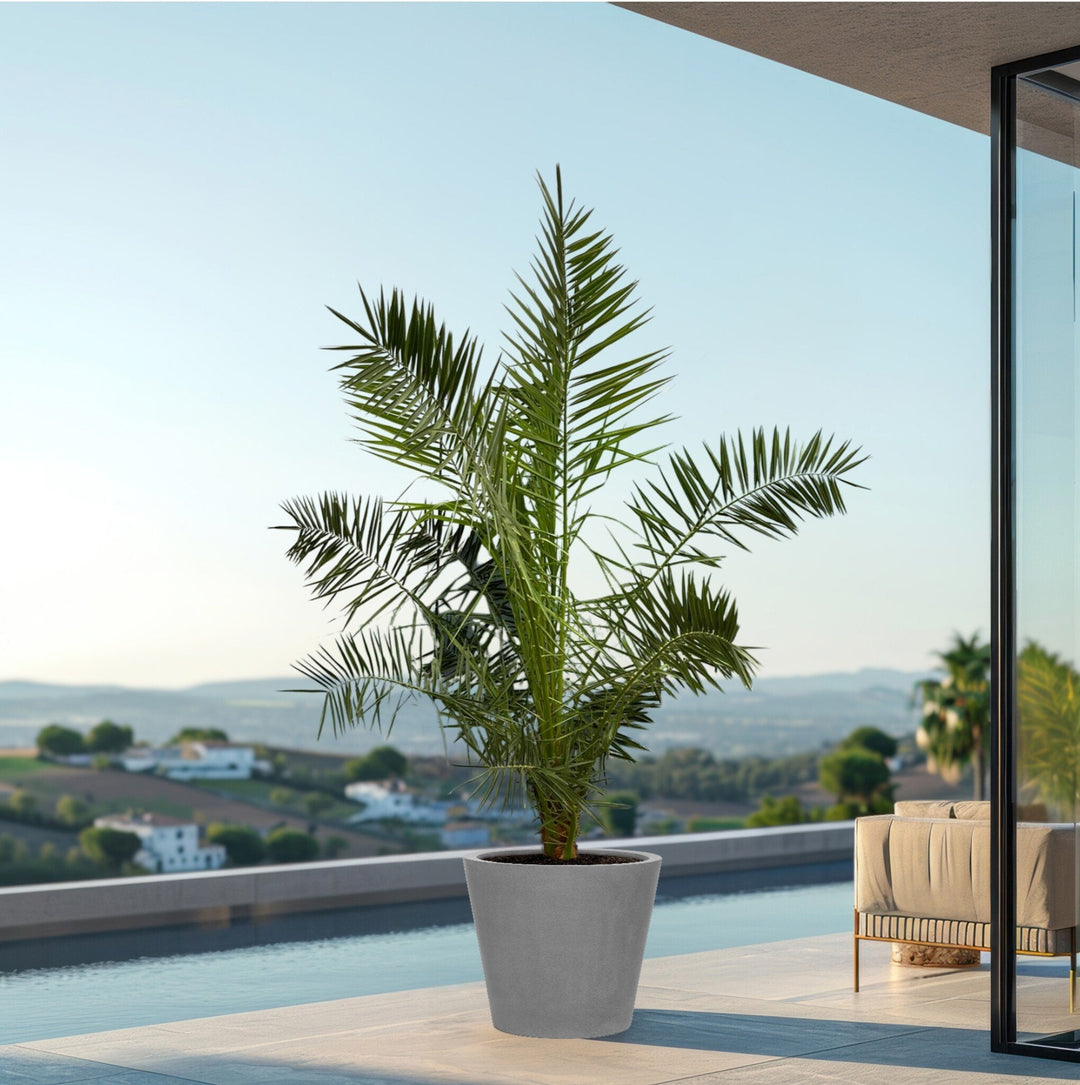 Phoenix Canariensis – 220cm – Dattelpalme – Zimmerpflanze kaufen