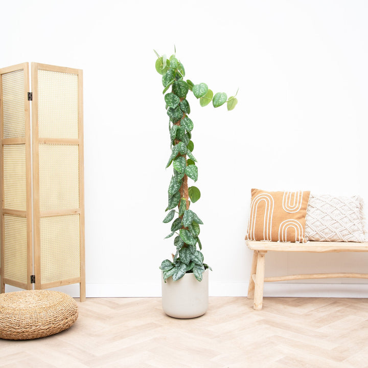 Scindapsus Pictus Trebie - 160cm