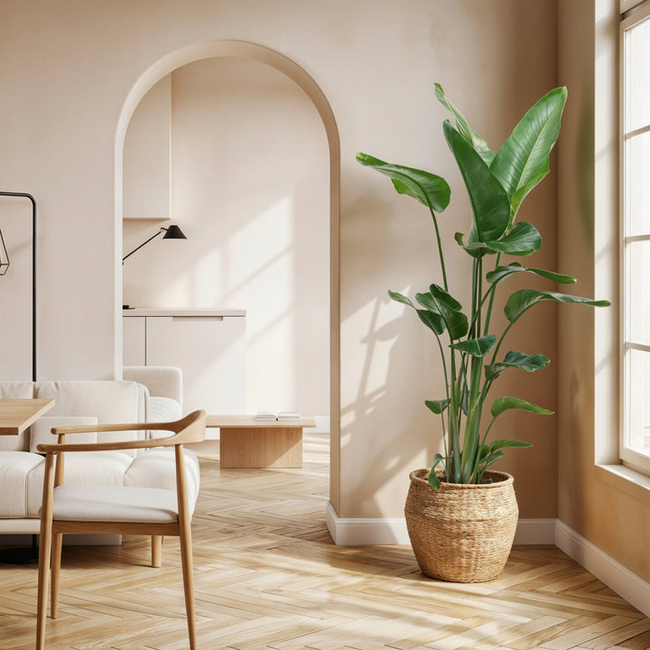 Strelitzia Nicolai - Ø24 - 170cm - Paradijsvogelplant