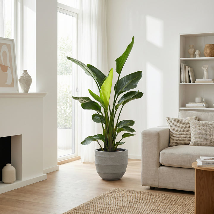 Strelitzia Nicolai - Ø24 - 150cm - Paradijsvogelplant