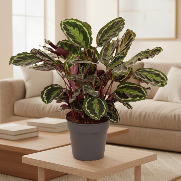 Calathea Medaillon - 80cm - Plante paon - Acheter une plante d'intérieur